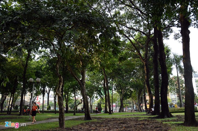 Những hàng cây tuyệt đẹp của Sài Gòn sắp bị đốn hạ